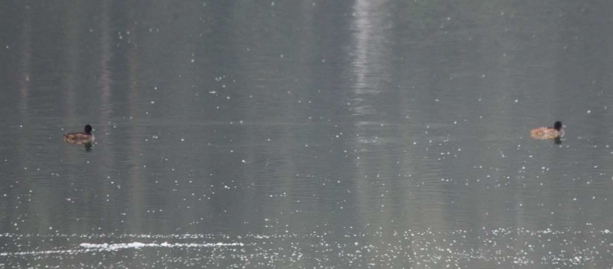 Черноголовая утка - ML645064348