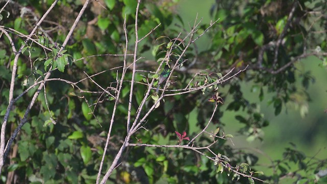 Eastern Double-collared Sunbird - ML645064352