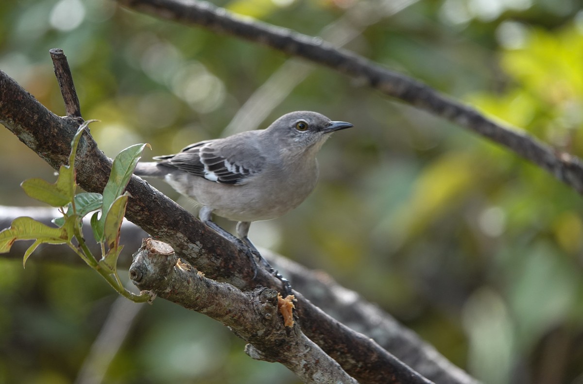 Northern Mockingbird - ML645064363