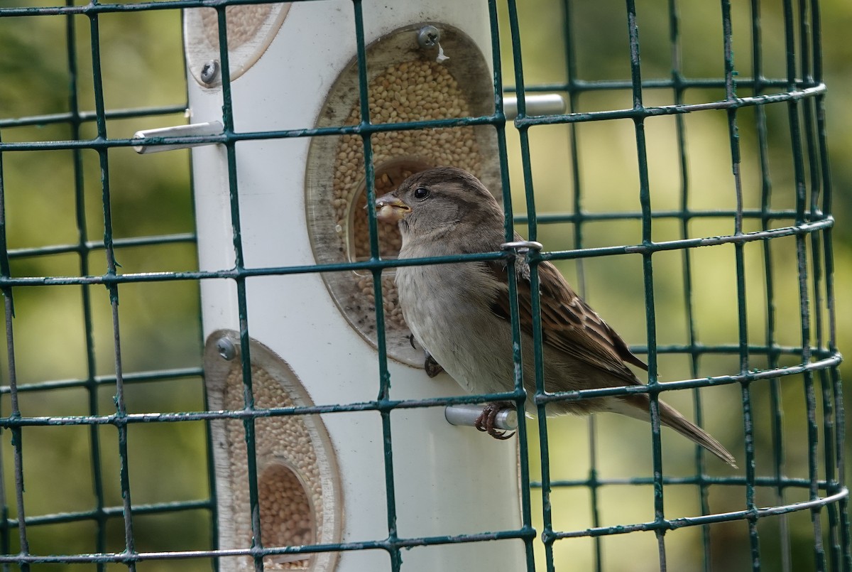 Gorrión Común - ML645064372