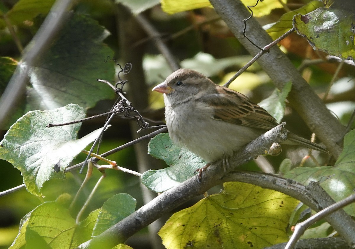 Gorrión Común - ML645064377