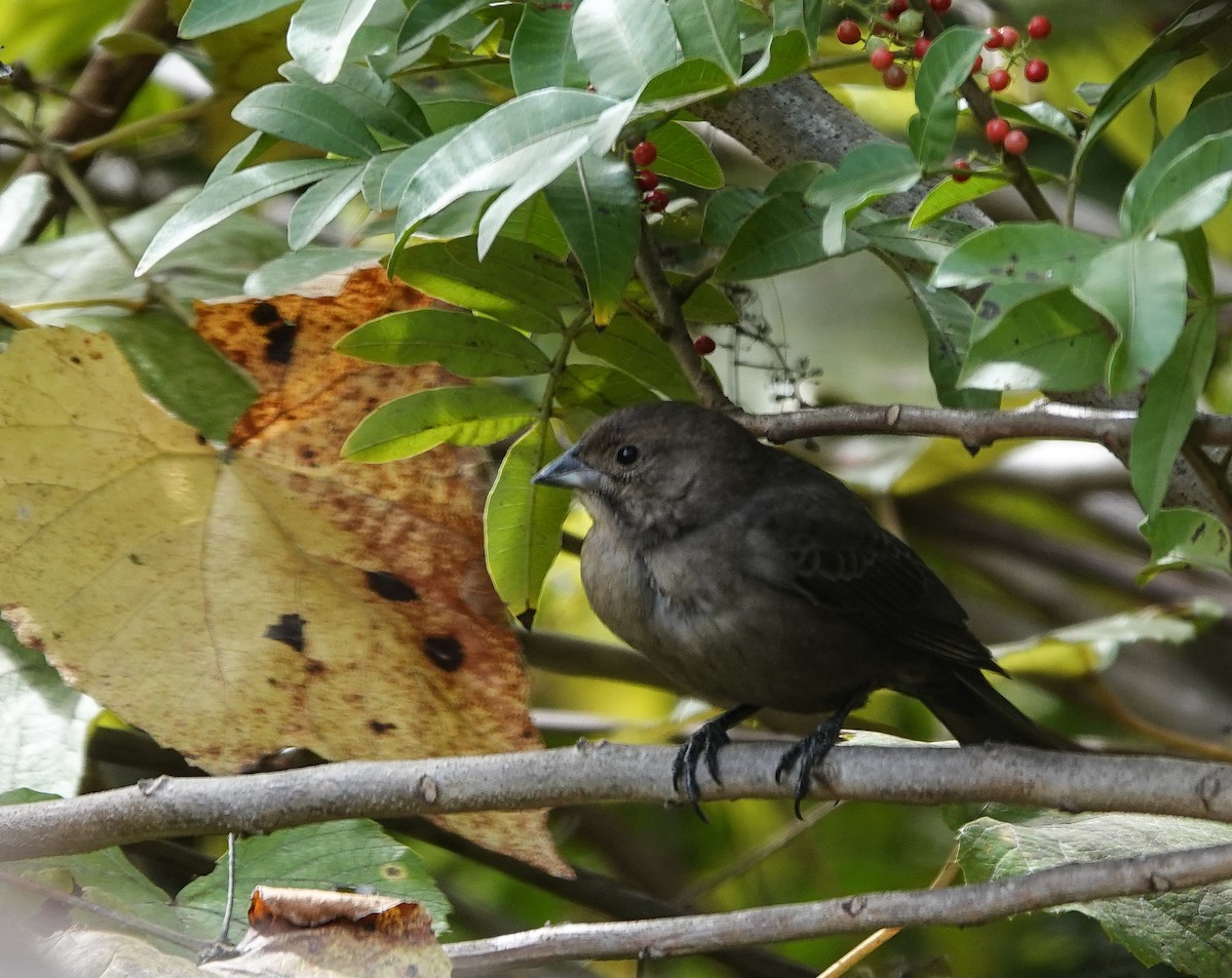 Braunkopf-Kuhstärling - ML645064383