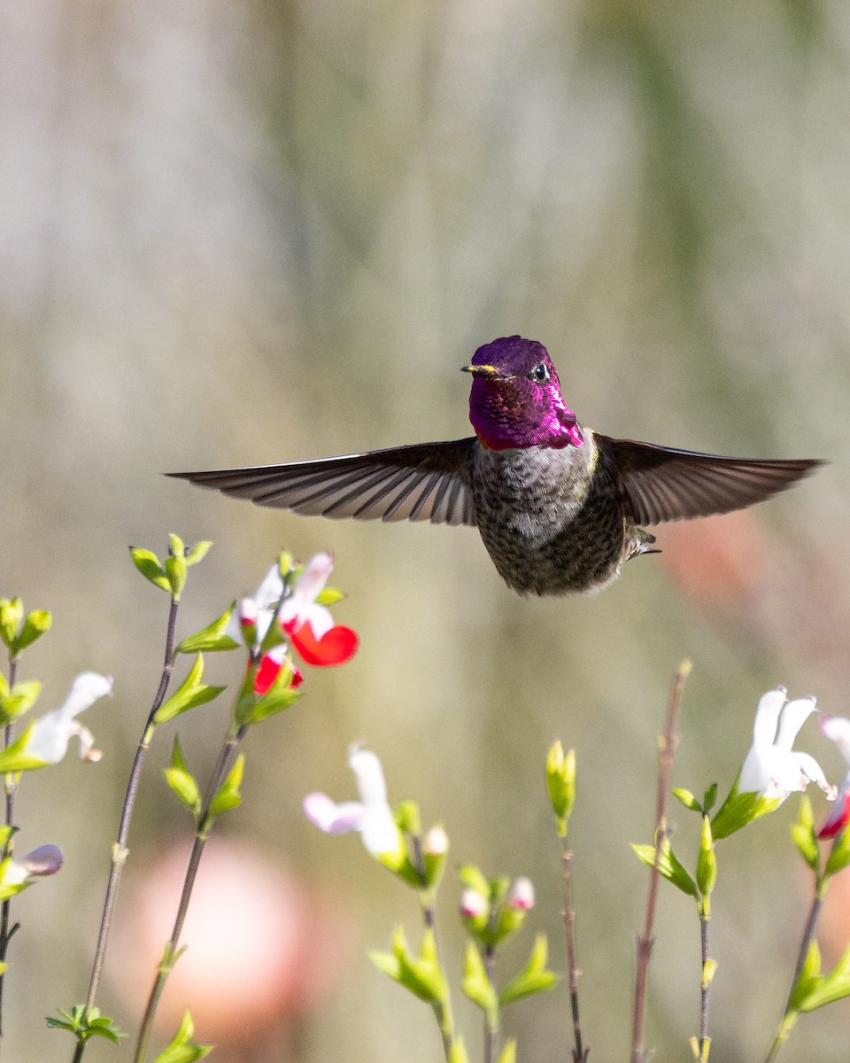 Anna's Hummingbird - ML645064385