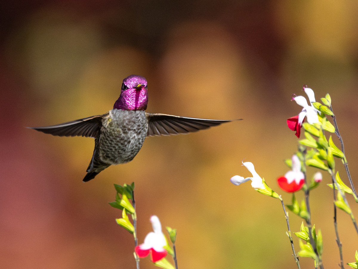 Anna's Hummingbird - ML645064386