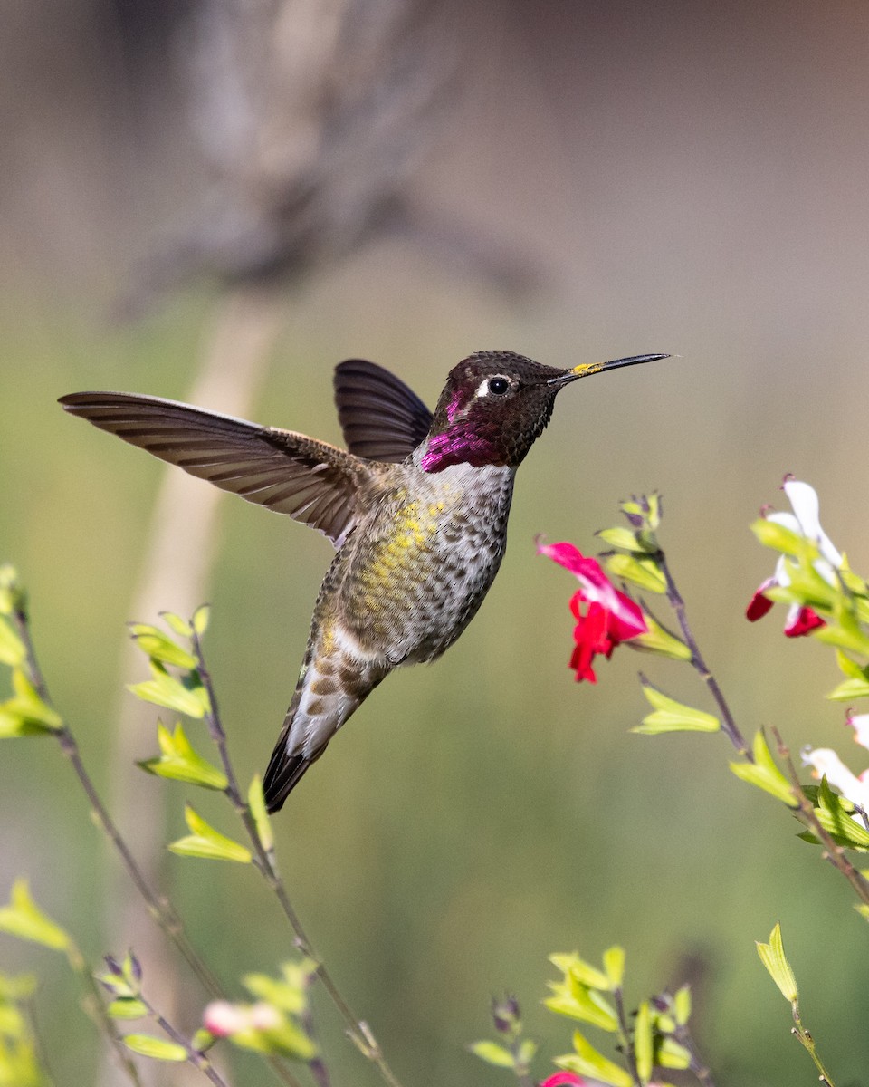 Anna's Hummingbird - ML645064387