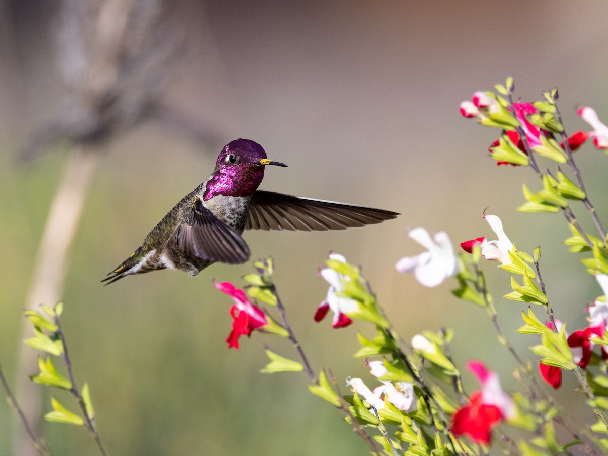 Anna's Hummingbird - ML645064388