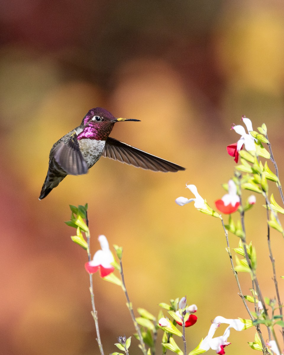 Anna's Hummingbird - ML645064390