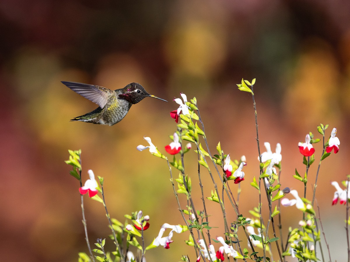 Anna's Hummingbird - ML645064391