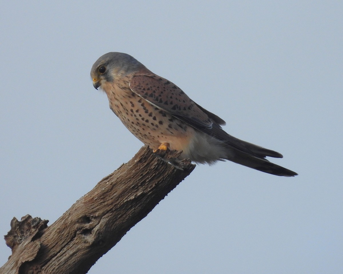 בז מצוי - ML645064393