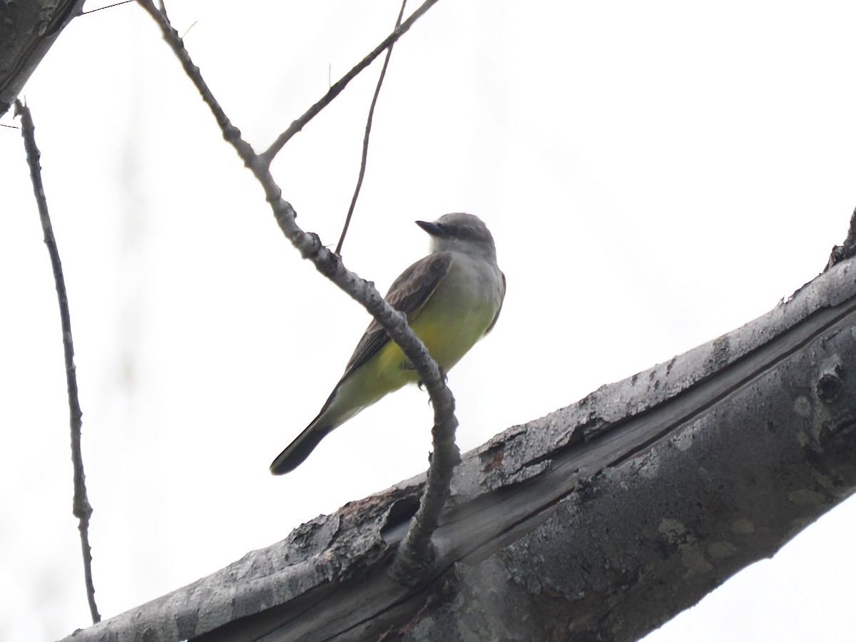 ニシタイランチョウ - ML645064407