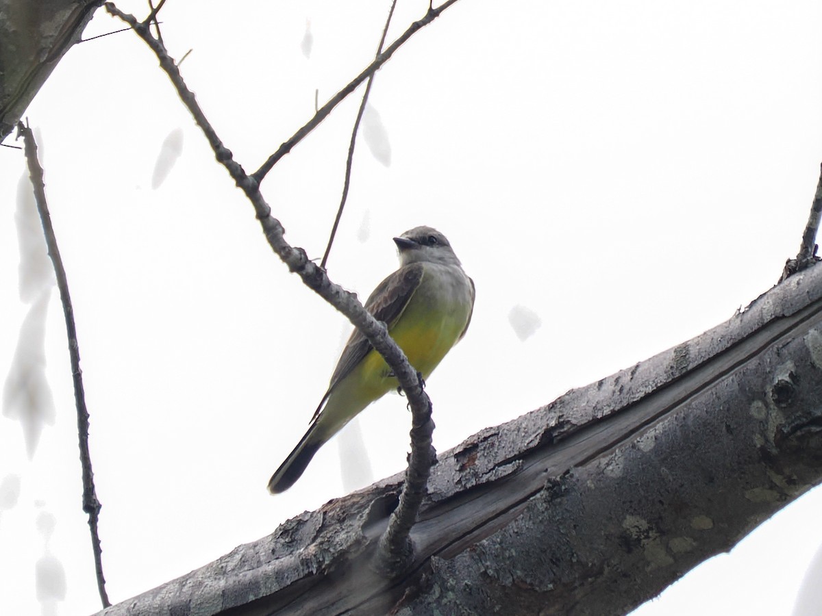 ニシタイランチョウ - ML645064408