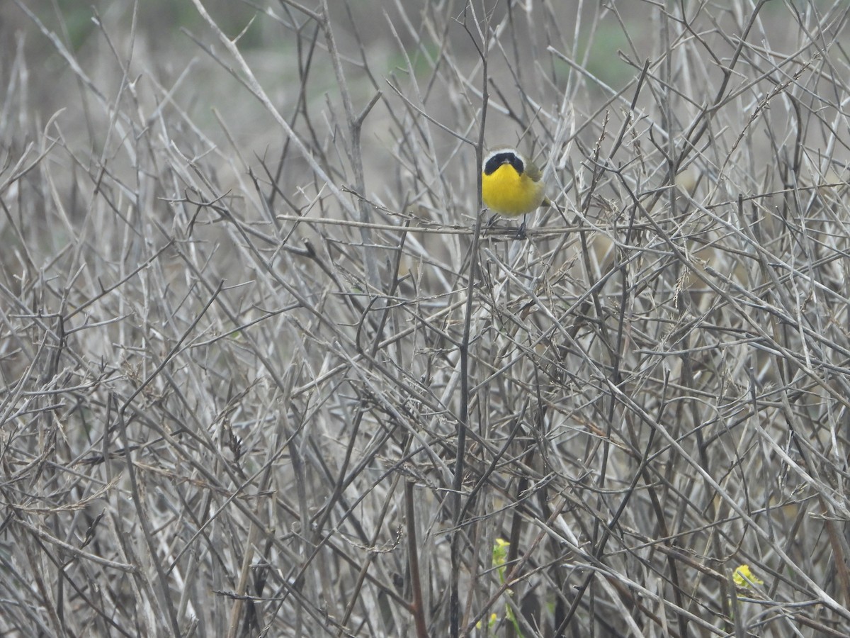 Common Yellowthroat - ML645064416