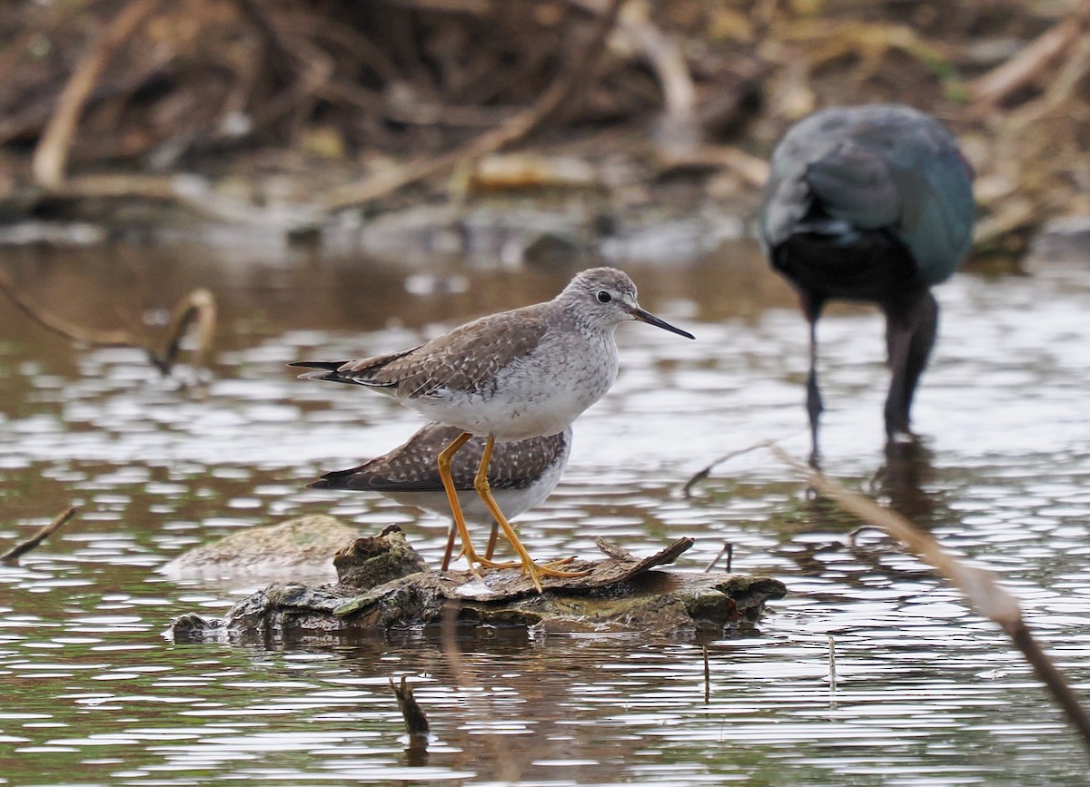 コキアシシギ - ML645064417