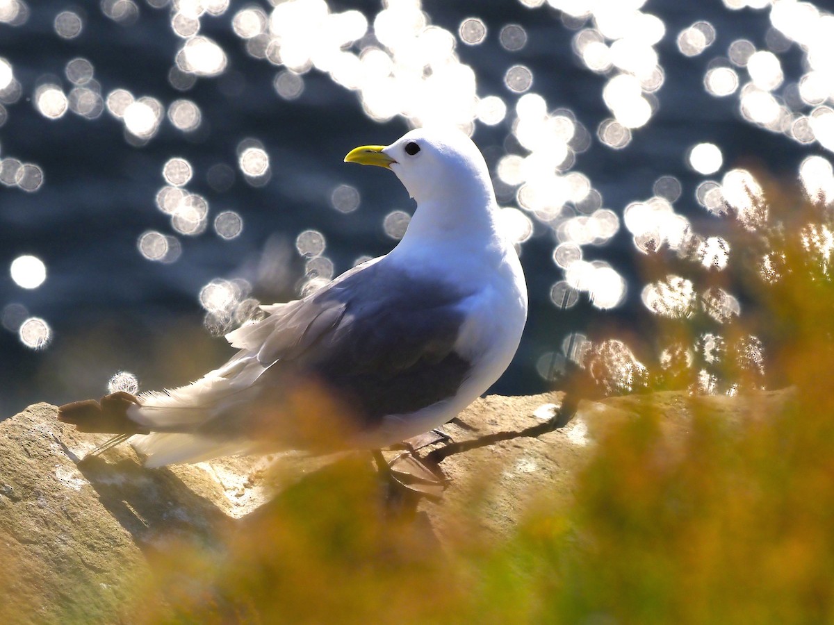 Kara Ayaklı Martı - ML645064420