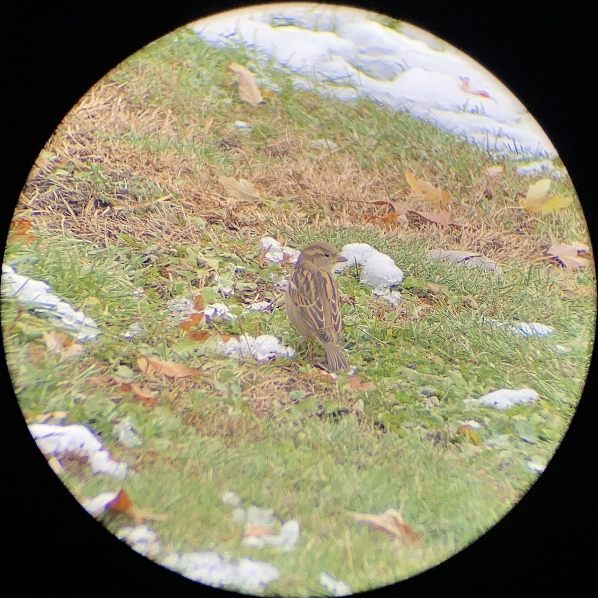 Gorrión Común - ML645064446