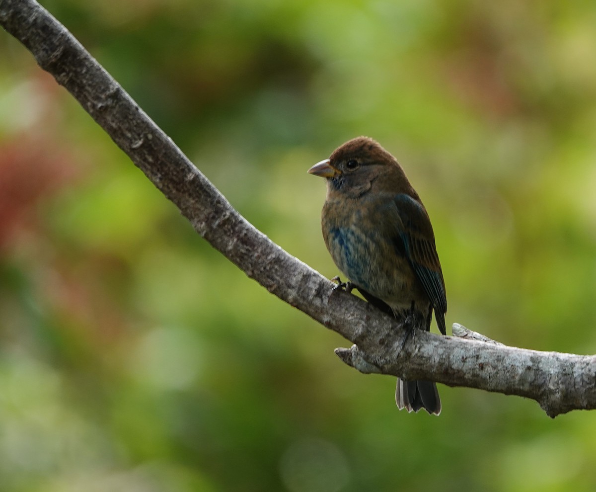 Passerin indigo - ML645064447