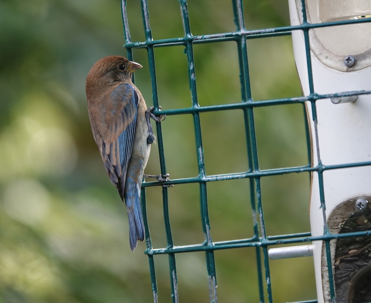 Passerin indigo - ML645064451