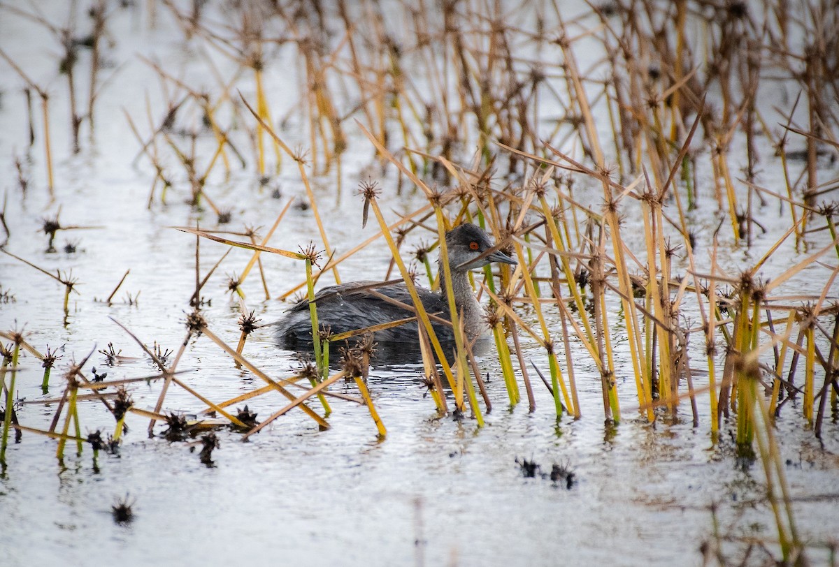 Eared Grebe - ML645064471
