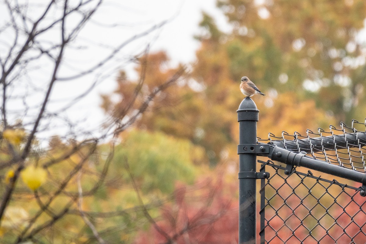 Eastern Bluebird - ML645064499