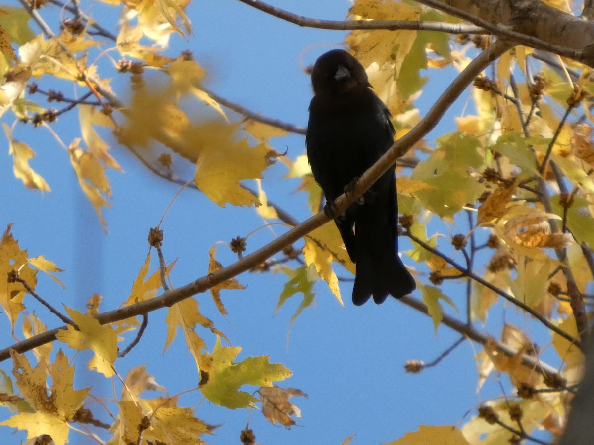 Braunkopf-Kuhstärling - ML645064509