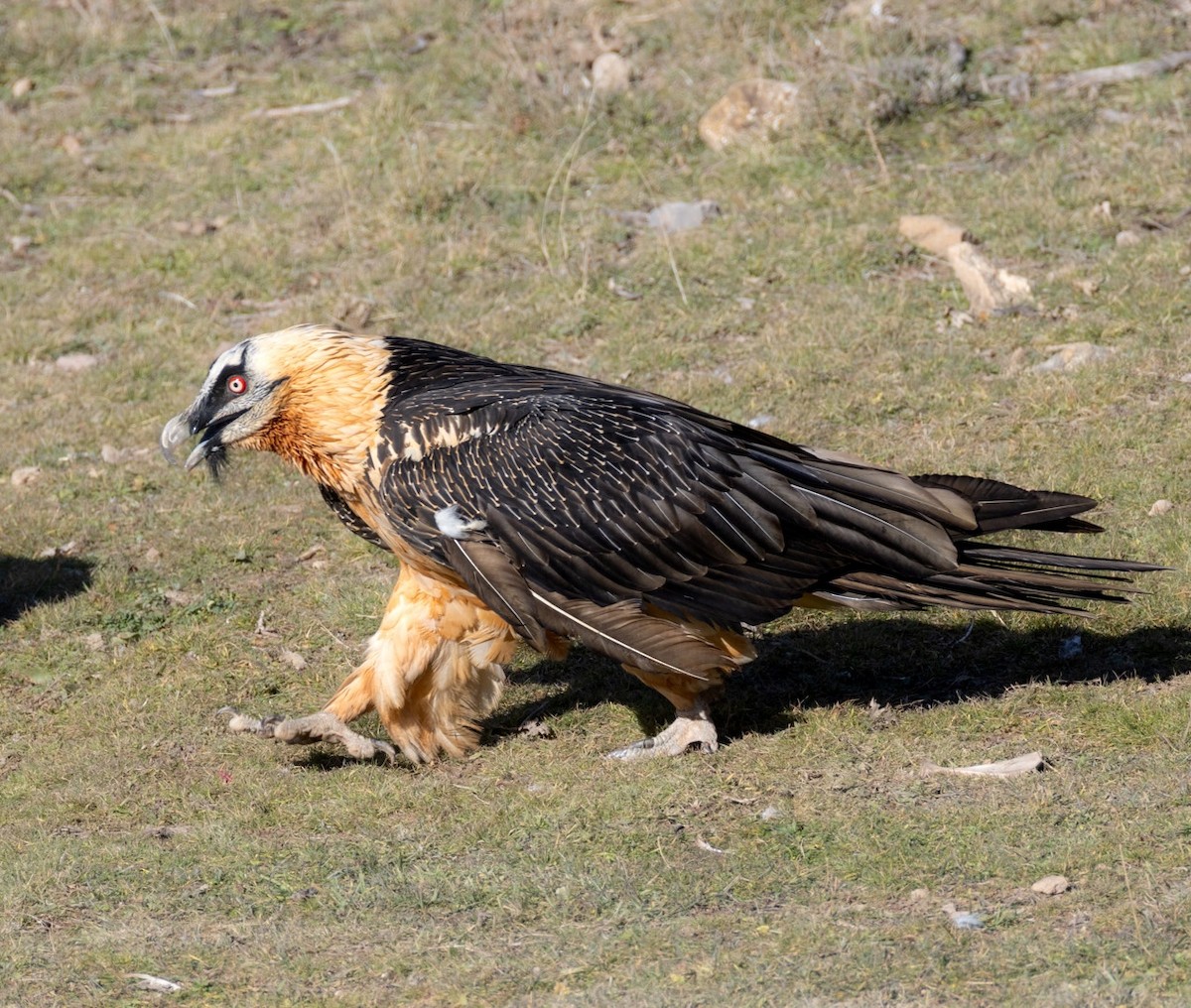 Bearded Vulture - ML645064515