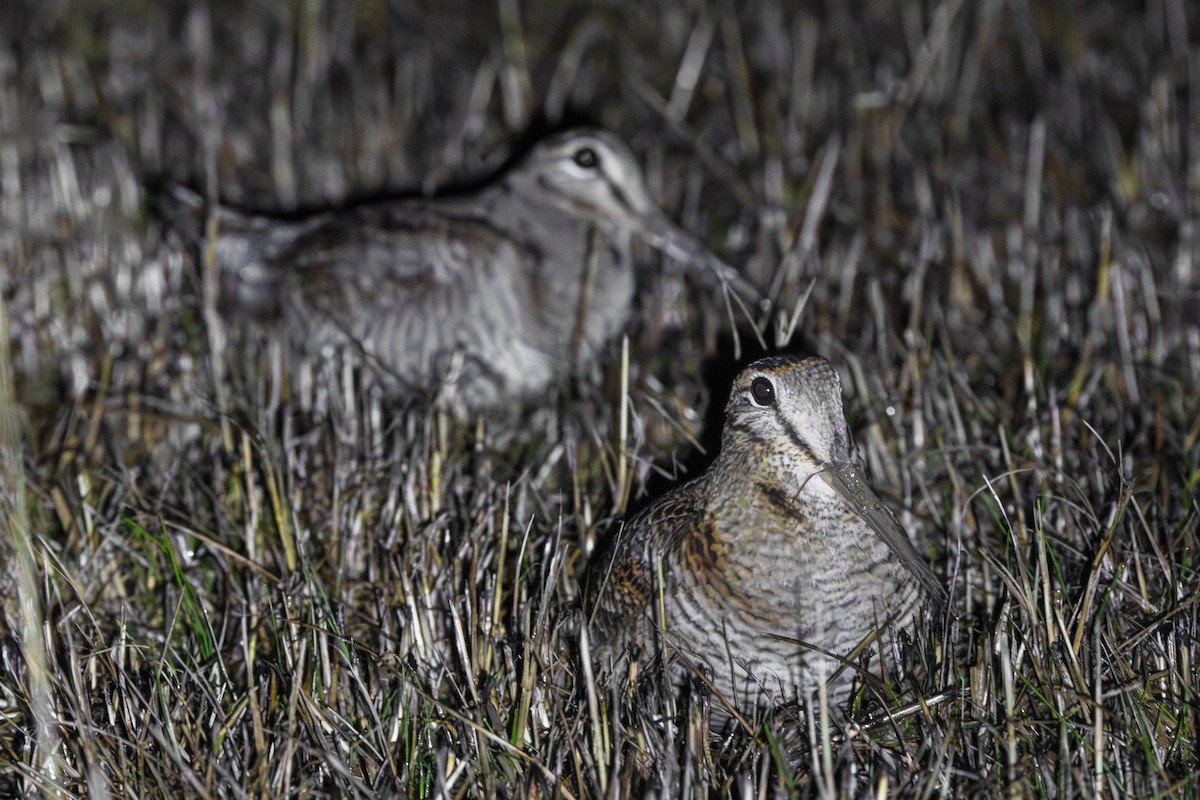 Oilagor eurasiarra - ML645064519