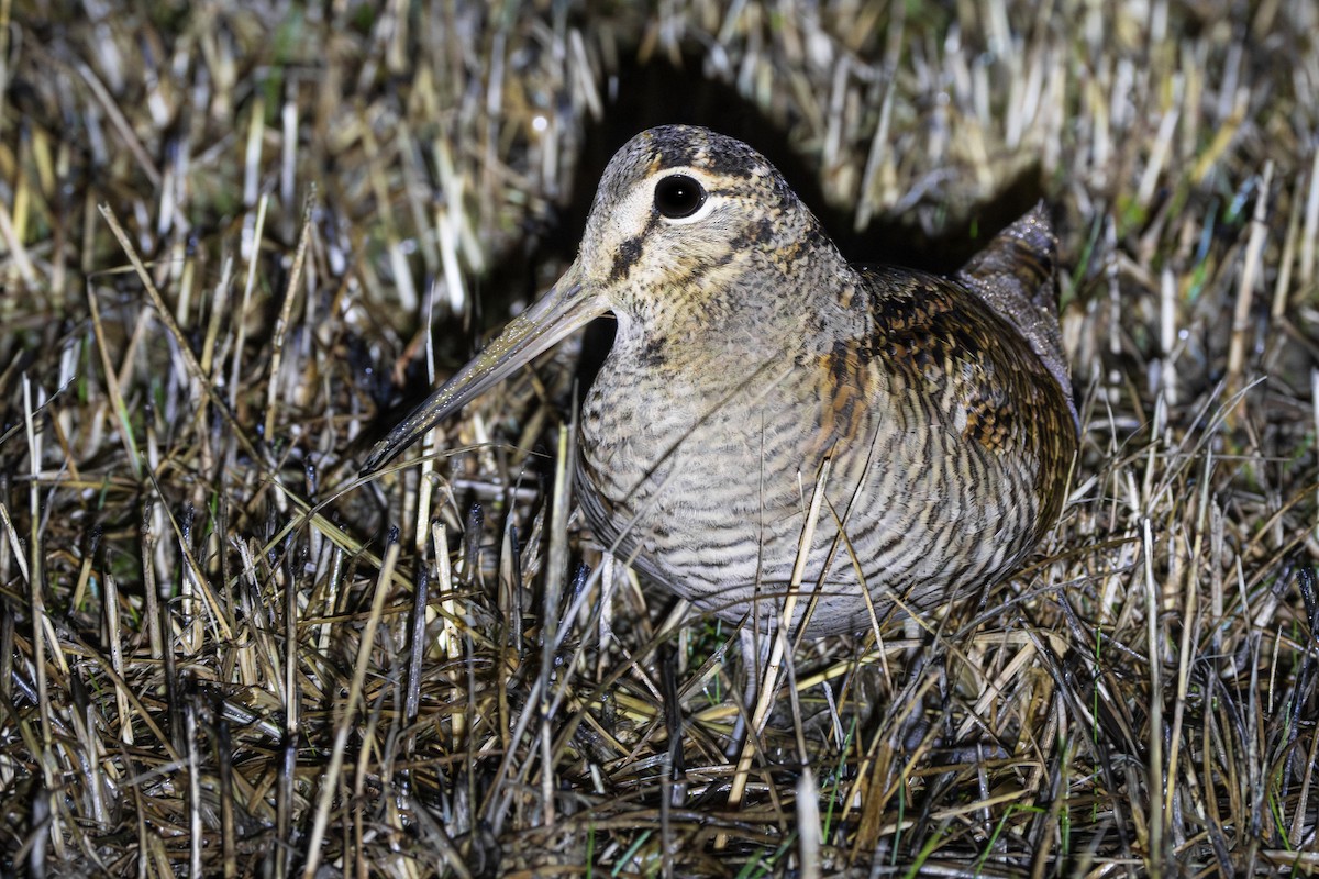 Oilagor eurasiarra - ML645064520