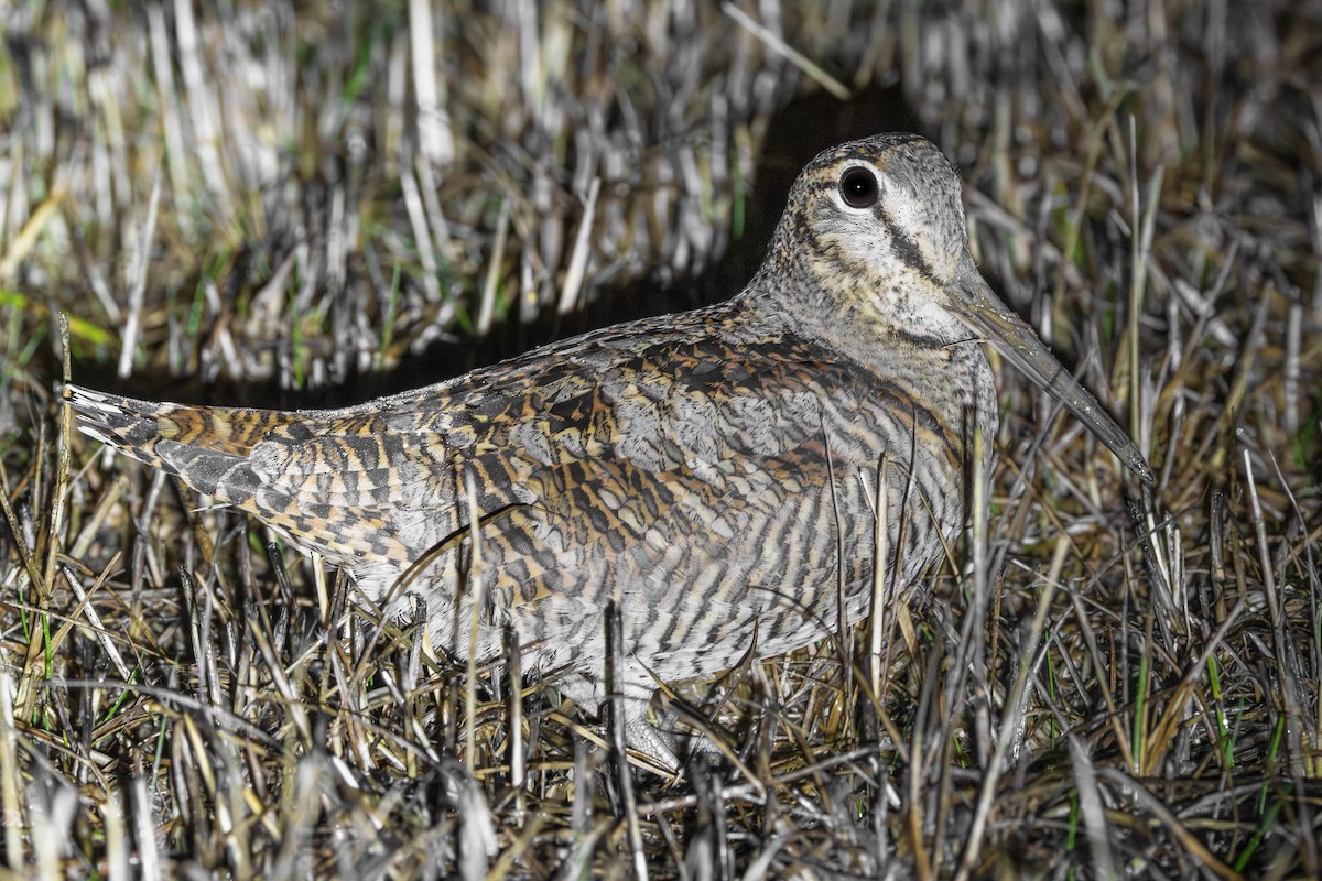 Oilagor eurasiarra - ML645064523