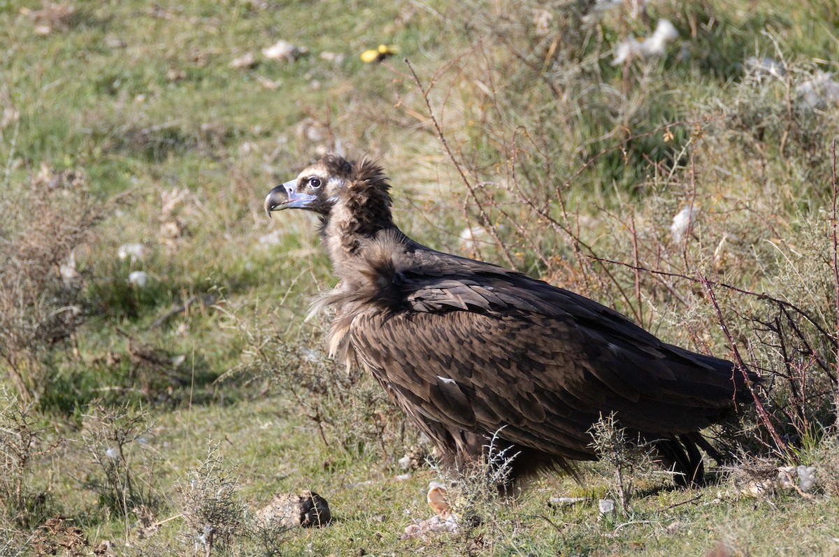 sup hnědý - ML645064524