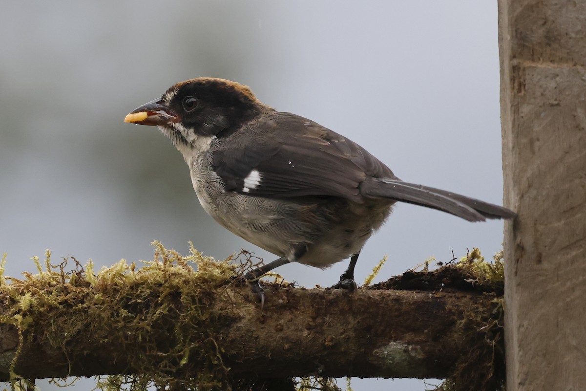 Tohi leucoptère - ML645064527