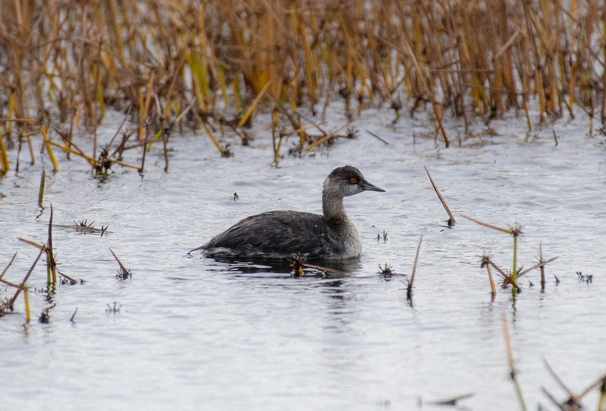 Schwarzhalstaucher - ML645064532