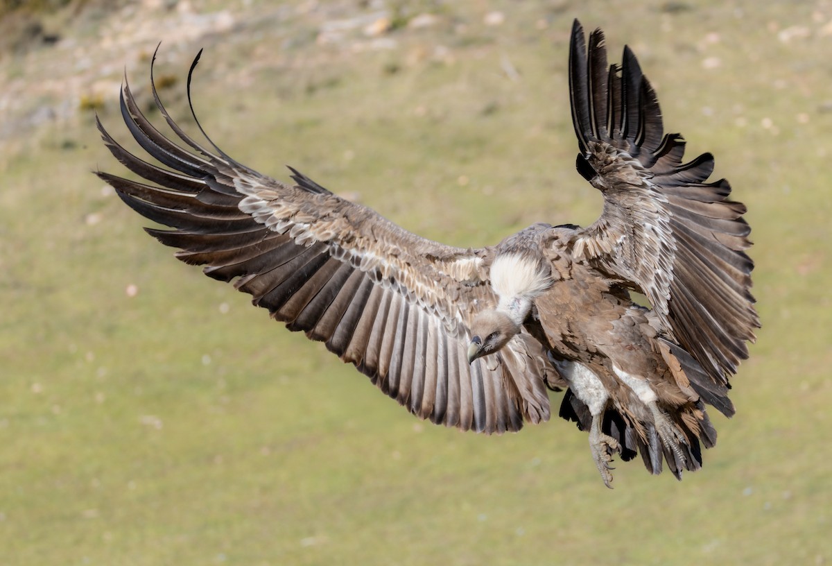 Eurasian Griffon - ML645064533