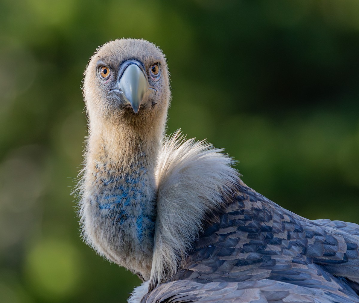 Eurasian Griffon - ML645064534