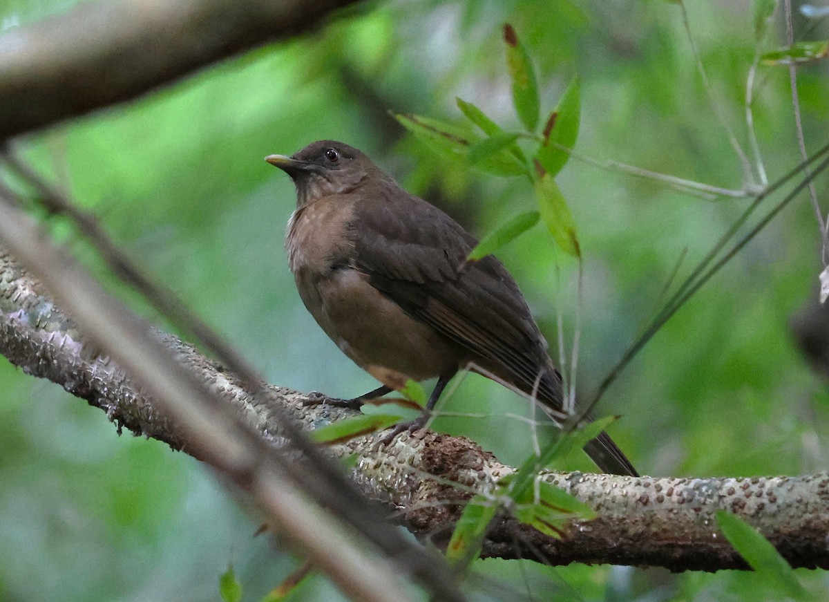 Merle fauve - ML645064536