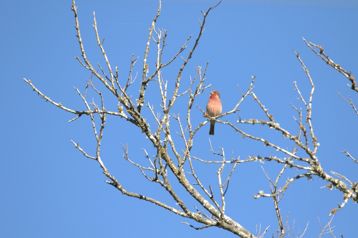 House Finch - ML645064537