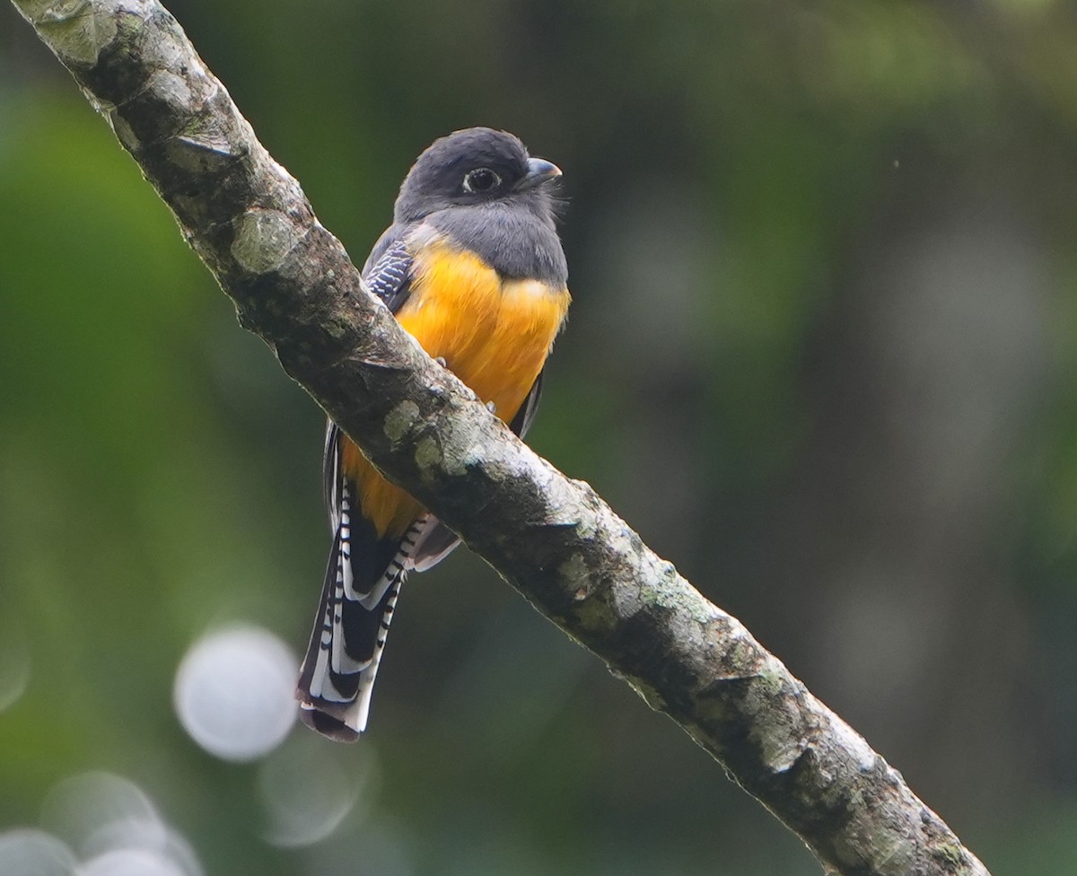 Gartered Violaceous Trogon - ML645064540