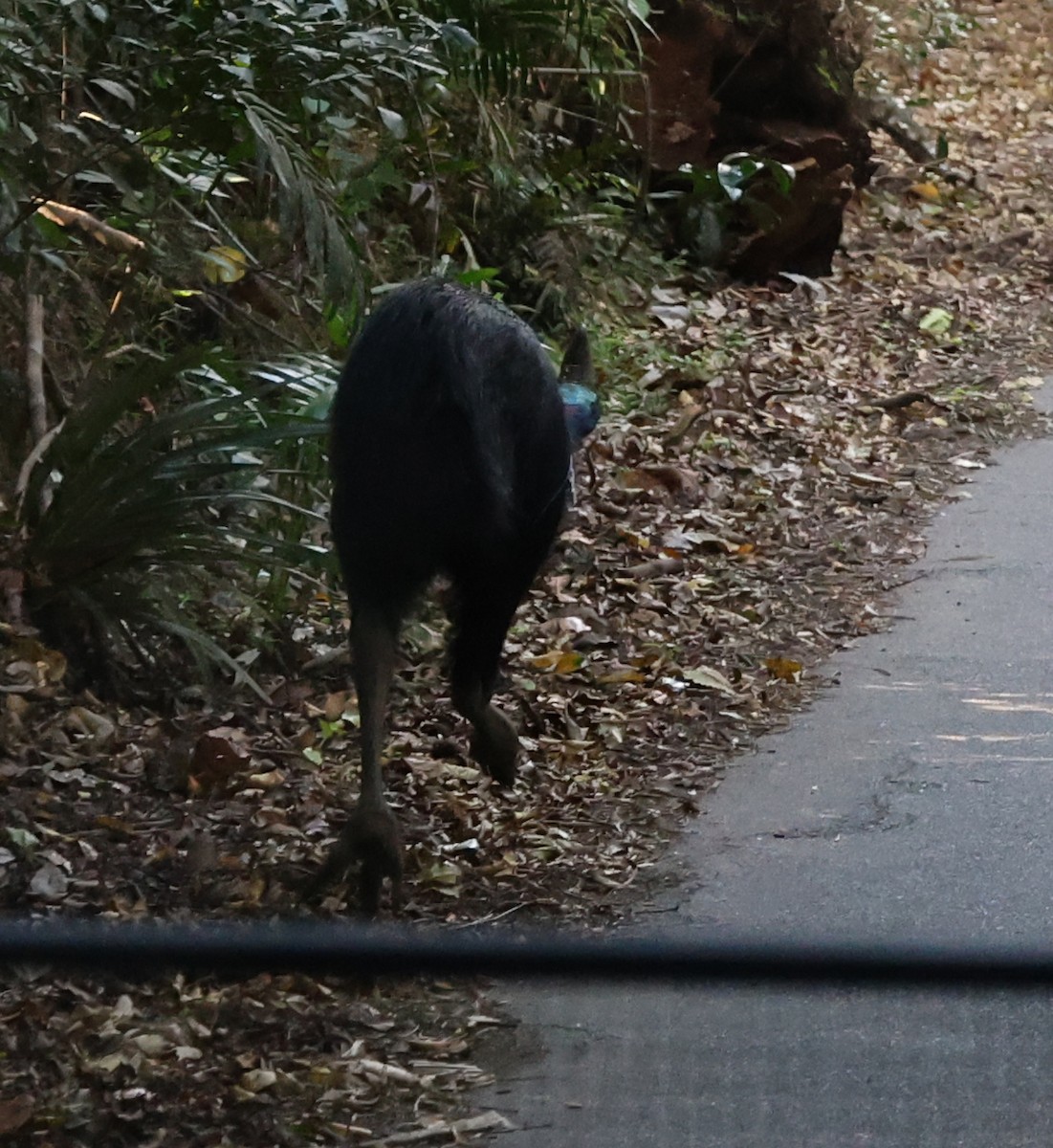 Güneyli Kasuari - ML645064565