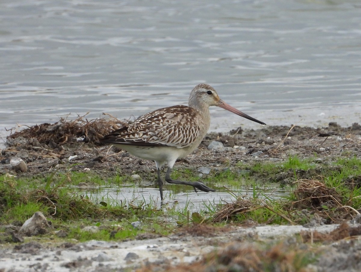 lappspove - ML645064566