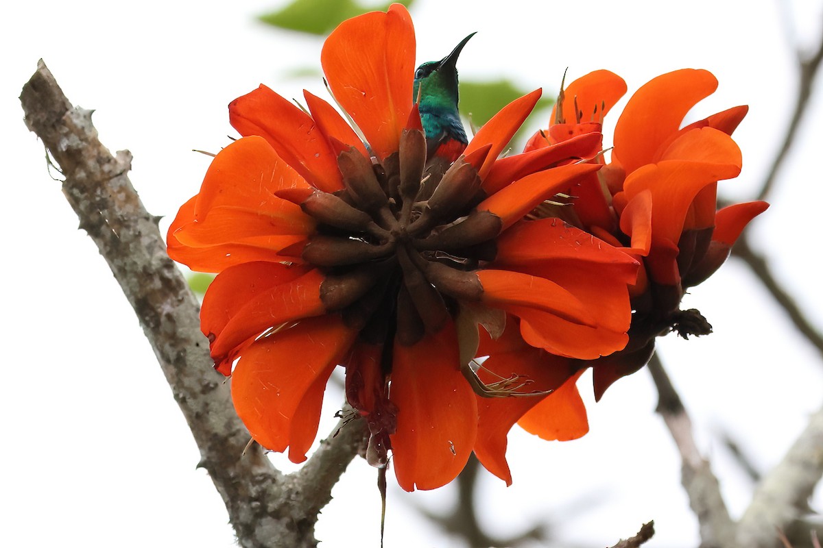 オオゴシキタイヨウチョウ - ML645064568