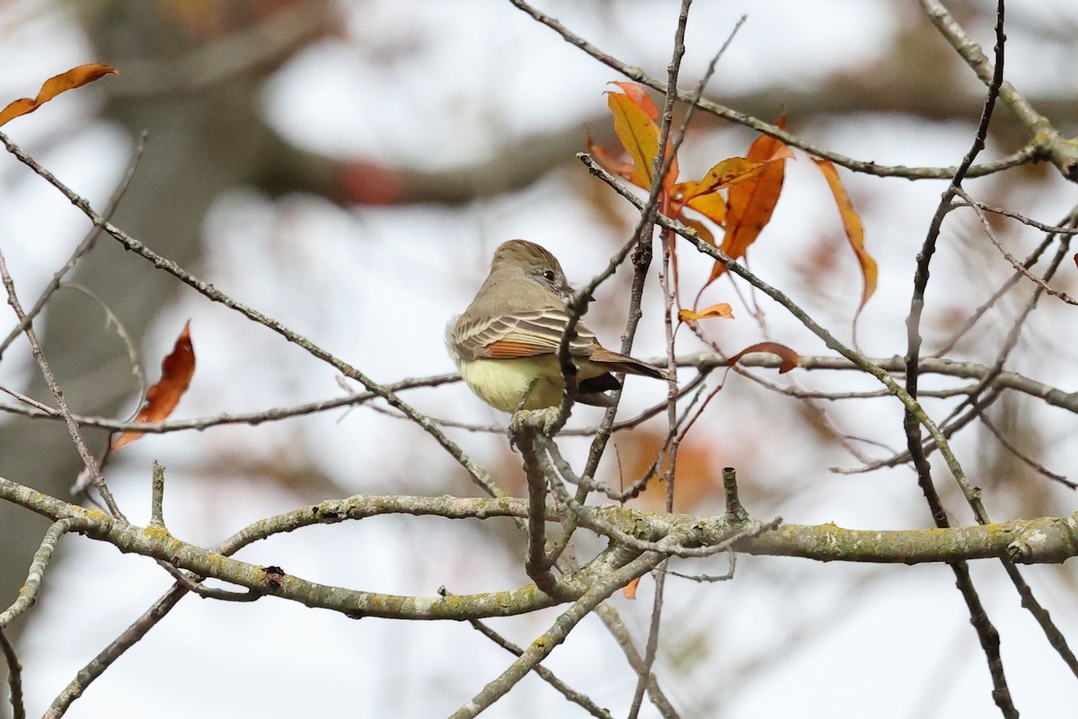 Ash-throated Flycatcher - ML645064570