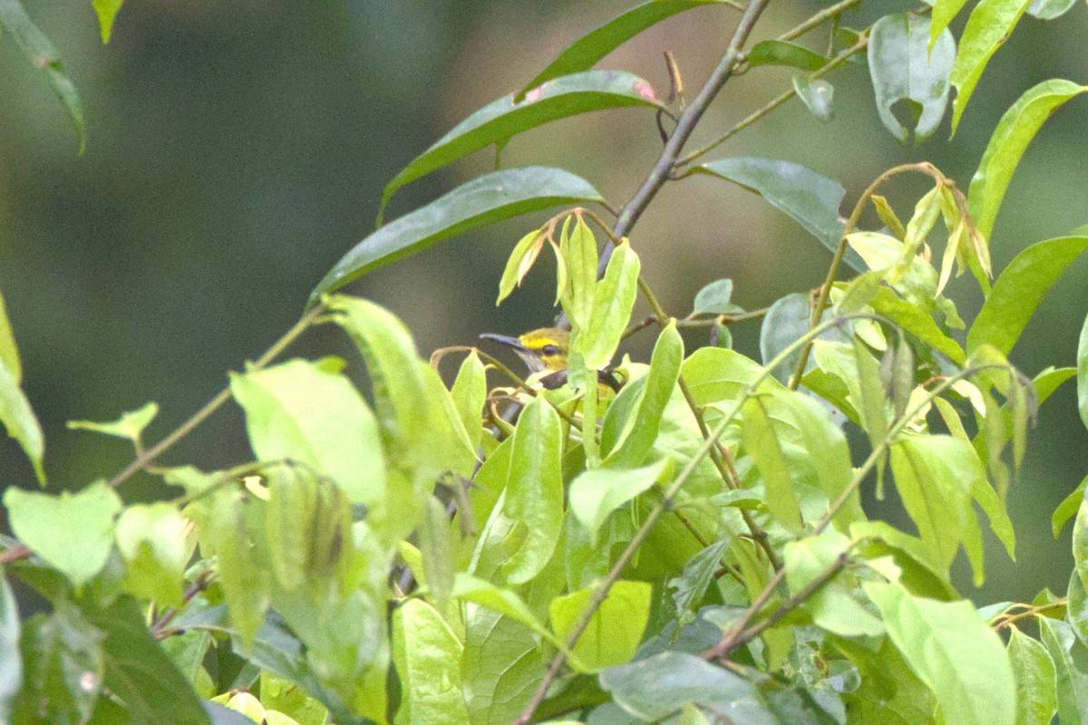 blåflekksanger - ML645064575