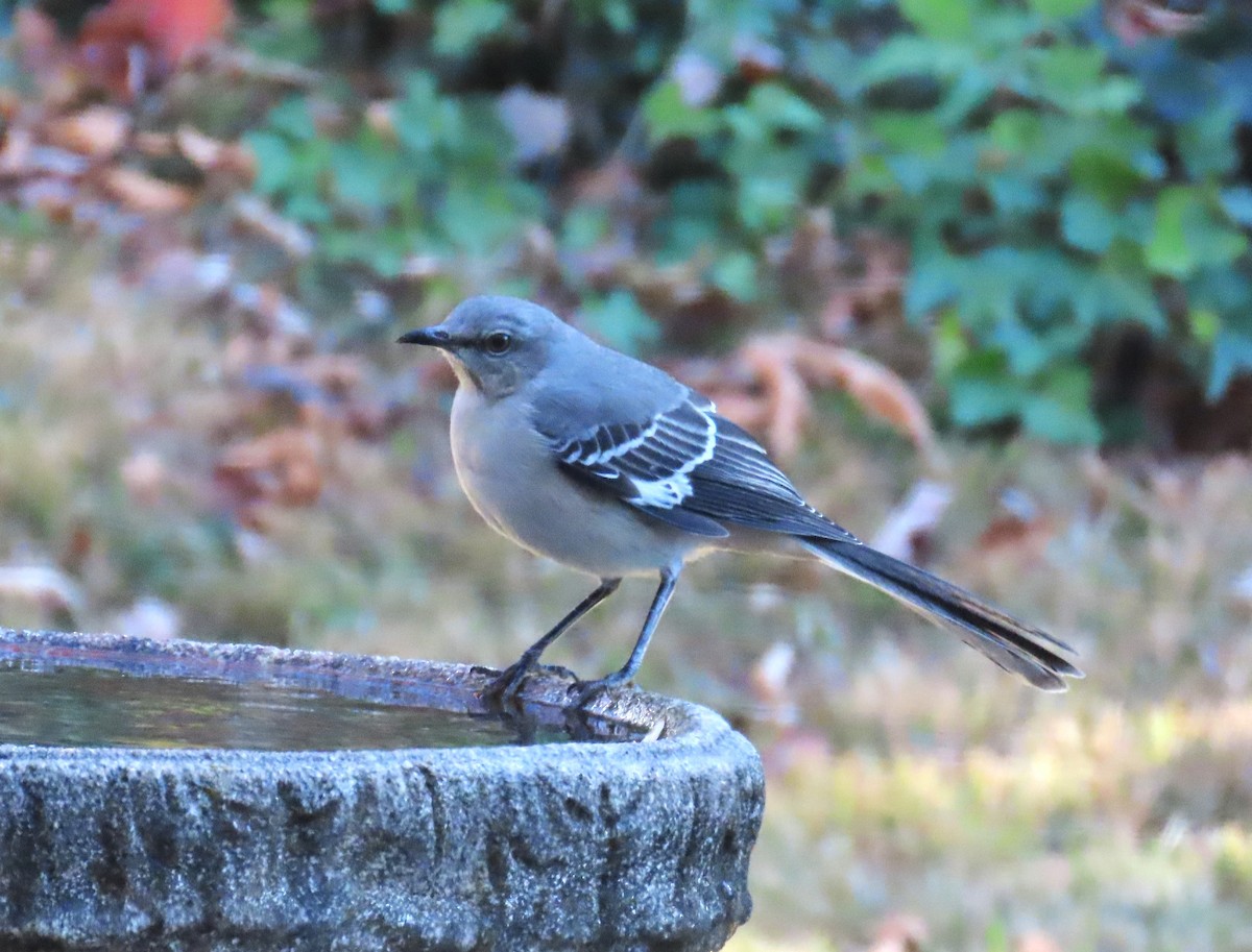 Northern Mockingbird - ML645064576