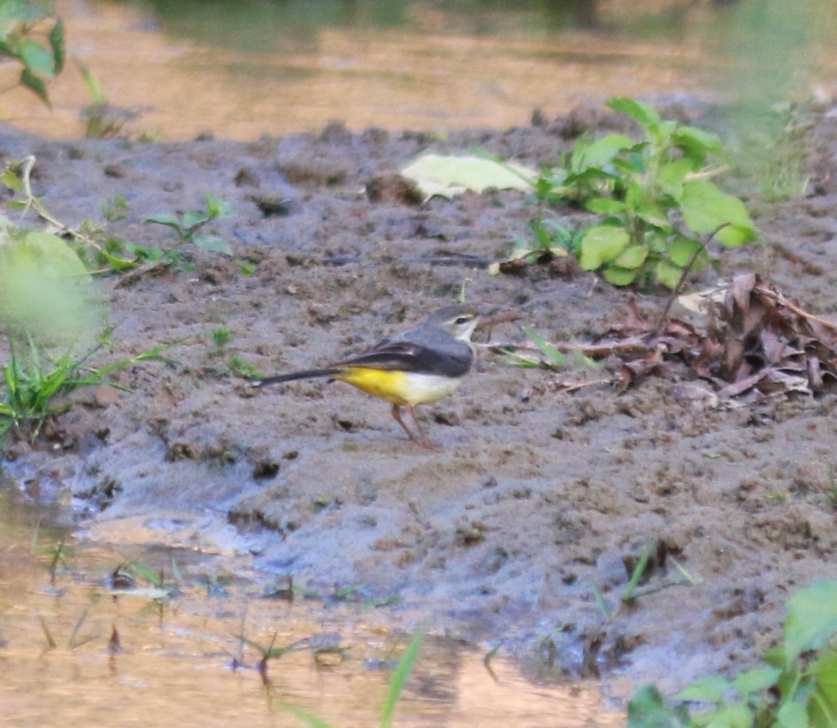 Gray Wagtail - ML645064578