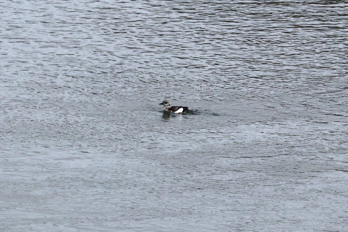 אוריה שחורה - ML645064585