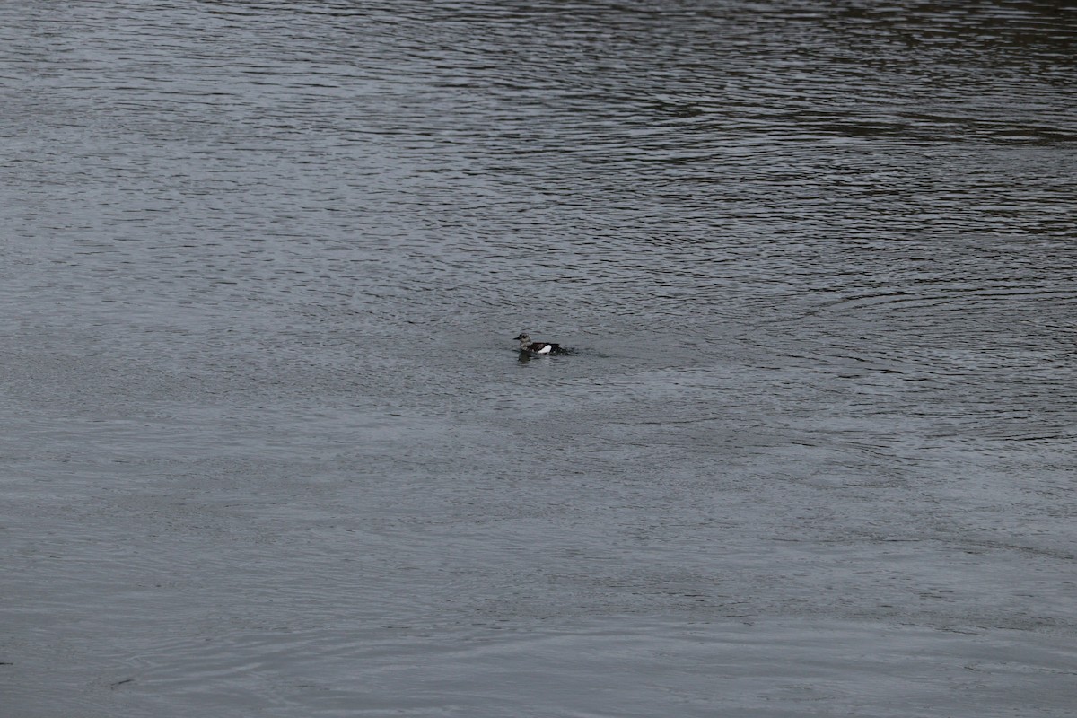 אוריה שחורה - ML645064586