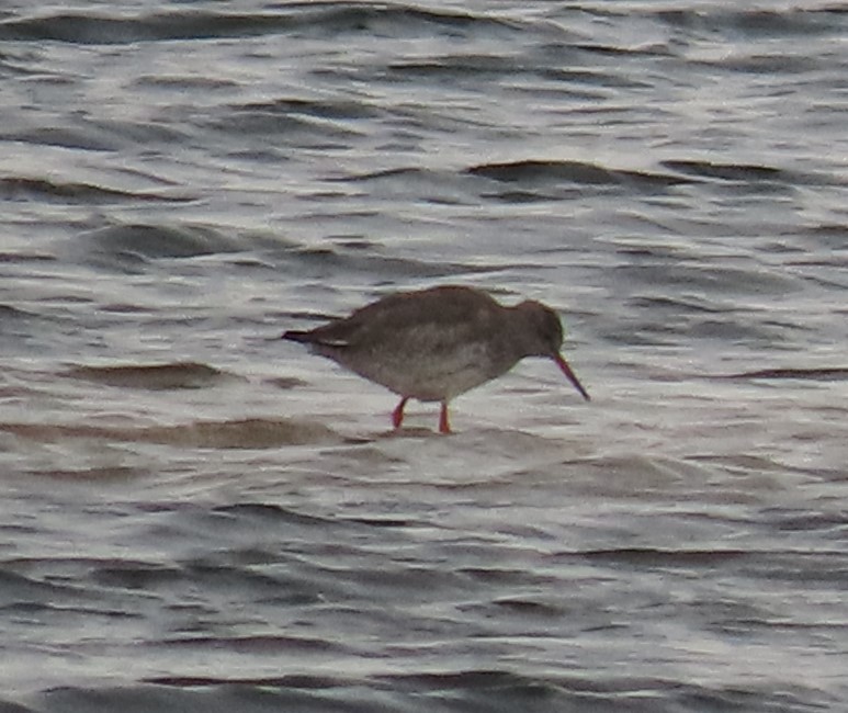 赤足鷸 - ML645064608