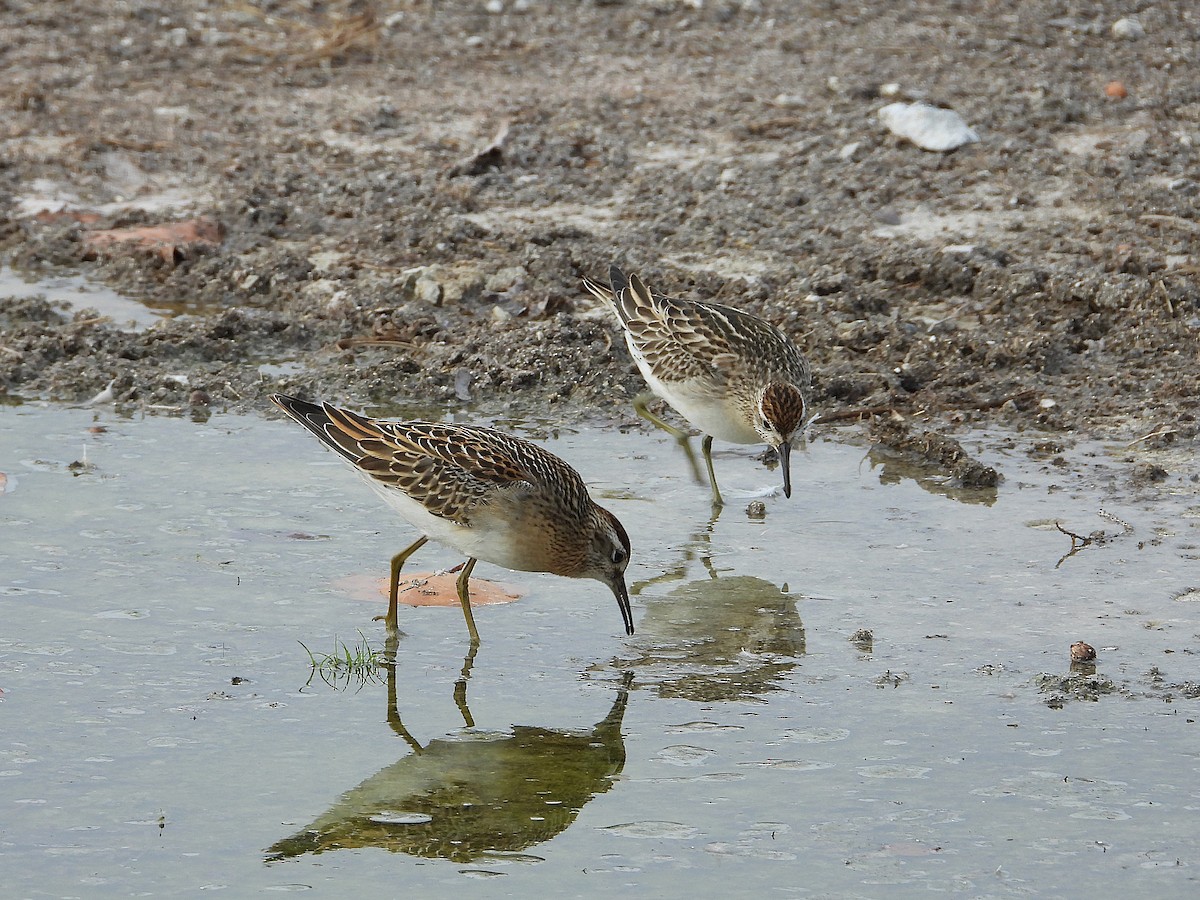 Sharp-tailed Sandpiper - ML645064615