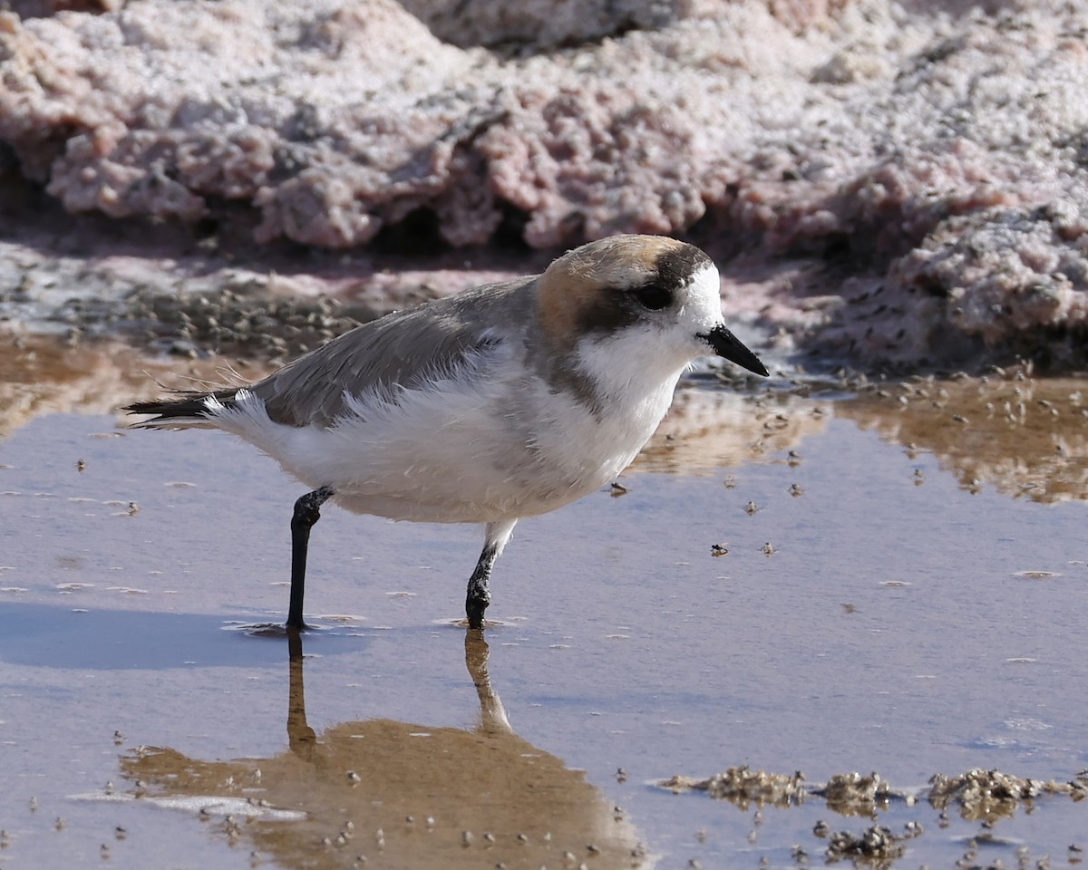 Puna Plover - ML645064626