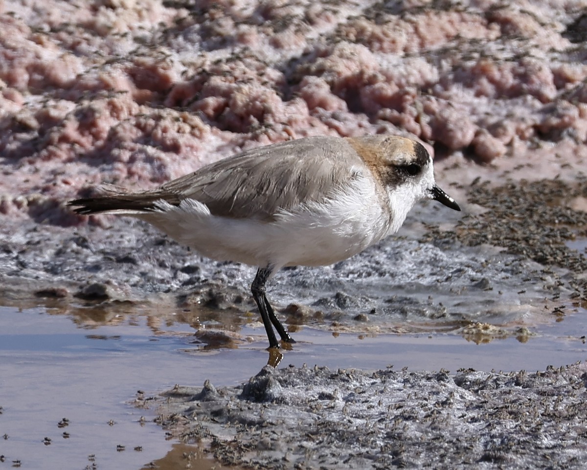 Puna Plover - ML645064627