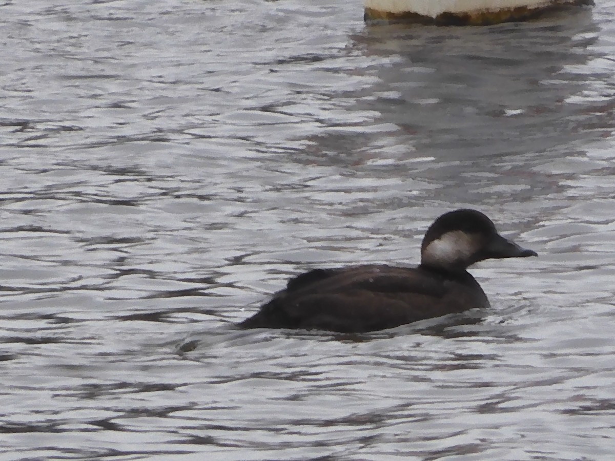 Black Scoter - ML645064649